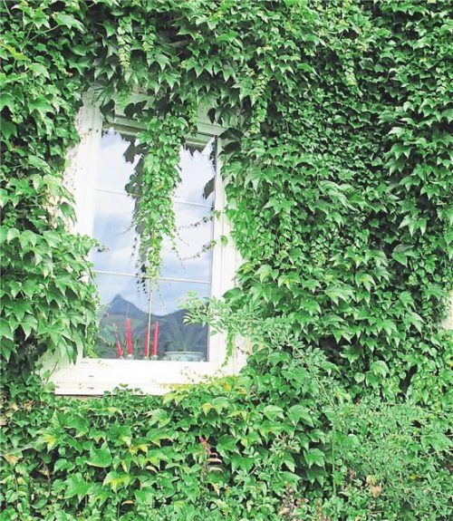 Eine dichte, sattgrüne Decke: Wilder Wein ist beliebt für die Begrünung von Hausfassaden. Foto Andrea Warnecke/dpa-tmn