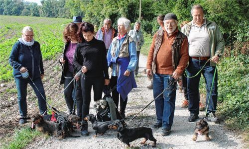 Eine große Wiedersehensfreude gibt es jedesmal, wenn sich die Dackel vom Dackelclub Sektion Altötting-Mühldorf mit Herrchen und Frauchen treffen.Foto red
