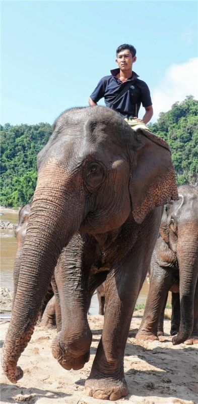 Elefanten am Mekong nach dem Bad. Fotos bernd kregel
