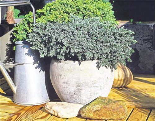 Irgendwann muss auch die schönste Kübelpflanze im Winter geschützt werden.Foto  dpa/Blumenbüro