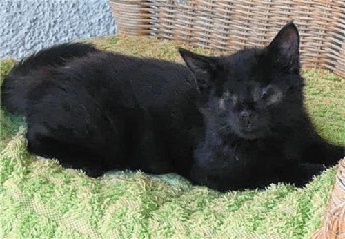 Kater Robin liebt Klettern, Spielen und vor allem Streicheleinheiten. Foto  re