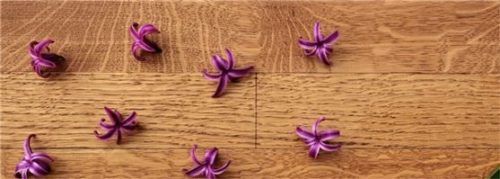 Natürliche Pflegeöle schützen den Holzboden dauerhaft und die Maserung kommt besser zur Geltung. Foto natural-farben.de