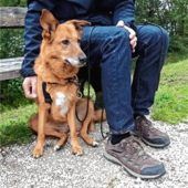 Weitere Hunde vergiftet?