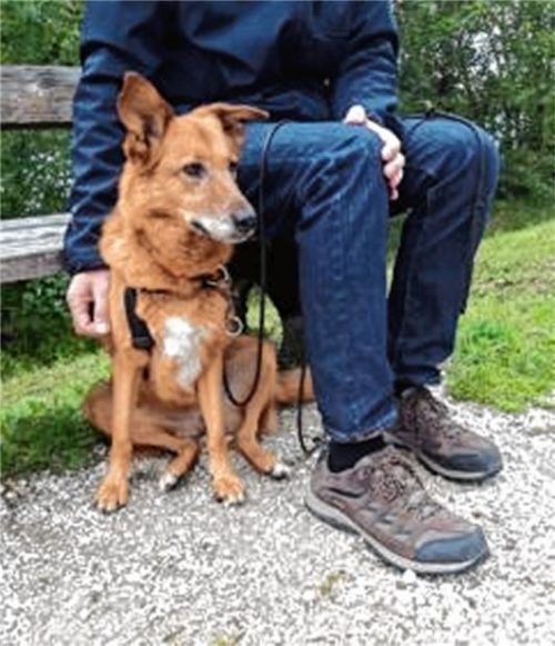 Nur knapp überlebt hat Bella. Ihr konnte der Tierarzt helfen. Für Armani, der zusammen mit ihr im Bernauer Tierheim lebte, kam jede Hilfe zu spät. Foto tierheim