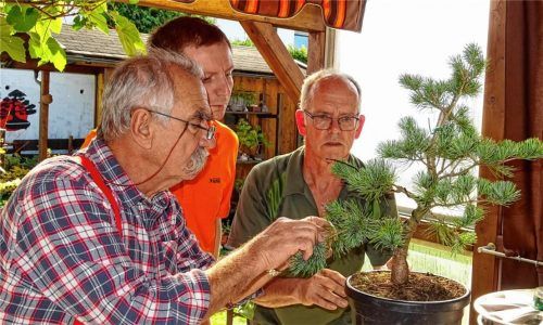 bonsai stammverdickung Olivenbaum knorriger Bonsai 100 Jahre  toskanagartenshop