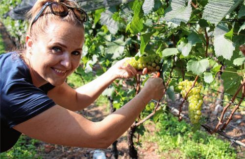 Urlauberin Karin ist eigens aus Zürich in den Tessin gereist, um bei der Ernte des Chardonnay mitzuhelfen.
