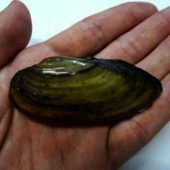 Perlmutt-Schönheiten im Bachbett: Im Freistaat gibt es zwölf verschiedene Arten