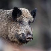 Schweinepest-Warnung