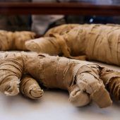 Forscher entdecken mumifizierte Löwenbabys in Ägypten