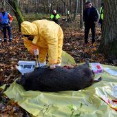Bayern rüstet sich für die Schweinepest