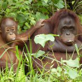 Vortrag über die letzten Orang-Utans