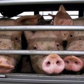 Tiertransporte: Bayern fordert Solidarität