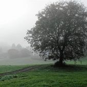Nebel in Mitterhart
