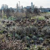Vandalismus und Blumenklau am Stettener Kreisel