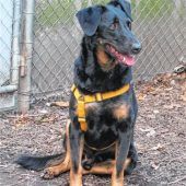 Zuhause für Sensibelchen Balu gesucht