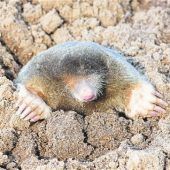 So werden Sie Mäuse im Garten wieder los