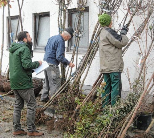 Der Vorsitzende des Dorferneuerungsvereins, Christian Koch, der Baumwart des Obst- und Gartenbauvereins Au-Dettendorf, Hans Kuchler, und der Vorsitzende des Obst- und Gartenbauvereins, Sepp Millauer (von links), begutachten die Pflanzen.
