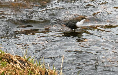 Die Wasseramsel fühlt sich am Bergener Bach mit seiner guten Wasserqualität wohl. Jedoch fehlen dem Bach die vielfältigen Strukturen, die durch eine Auflockerung der Uferbereiche erreicht werden würde.Foto Peter