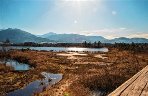 Die wunderbare Flora und Fauna der Nicklheimer Filze steht Teilnehmern der OVB-Fotowanderung Modell.