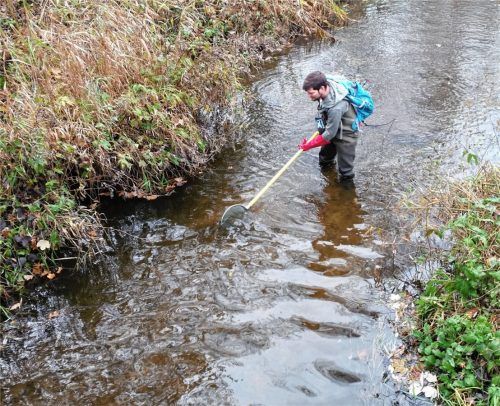 Ein Experte der Bayerischen Landesanstalt für Landwirtschaft bei der Bestandsaufnahme im Schwarzmoosbach – hier im Bereich Bachmehring. Im Juni waren hier knapp 1000 Fische verendet (kleines Bild).Foto re