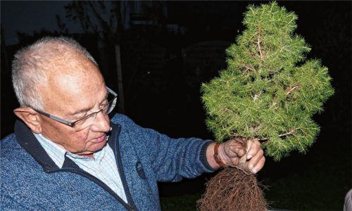 Erwin Dausch beschneidet die Wurzeln seiner Zuckerhutfichte. Foto Hoffmann