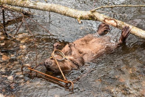 Grausam verendet: Der Biber, der mittels einer Schlagfalle am Happinger See getötet wurde.Foto Kutschenreiter