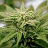 Cannabis: Prävention ist angesagt