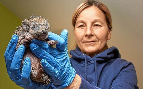 Igel sind Heike Brandstetters Leidenschaft, deshalb kümmert sich die Mettenheimerin in ihrer Freizeit liebevoll um ihre Schützlinge, die teilweise an Innen- und Außenparasitenbefall, Lungenentzündung, Untergewicht und Ähnlichem leiden. Fotos Kretschko