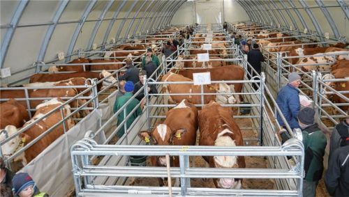In einer Rundbogenhalle wurden die Jungkühe zum Verkauf angeboten.Fotos re