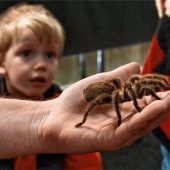 Auf Tuchfühlung mit Riesenspinnen