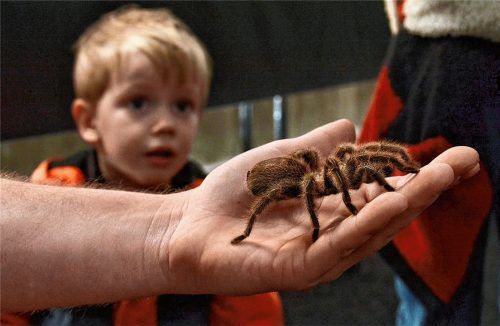 Kinder haben viel weniger Berührungsängste gegenüber Spinnen (hier eine Vogelspinne) als Erwachsene, die sich manchmal lange überwinden müssen. Foto  Hoffmann