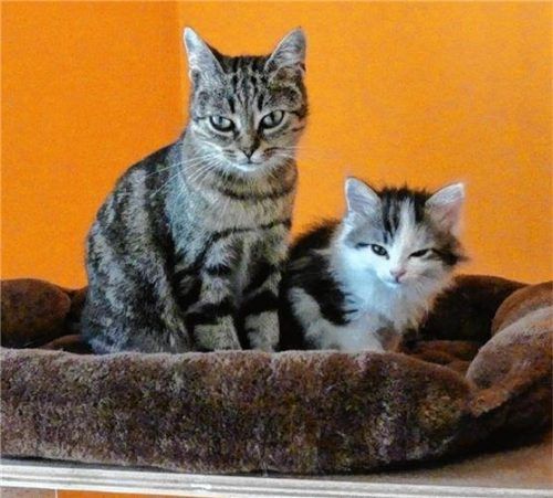 Lieb und verschmust: Mama Heddy und Tochter Thea suchen ein neues Zuhause. Foto  Tierheim