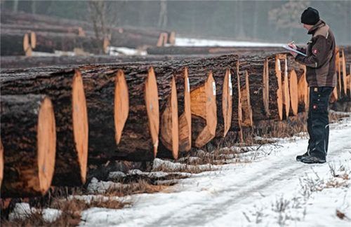 Vor der Auktion und dem Verkauf bewerten und messen Holzhändler die Stämme. Foto DPA