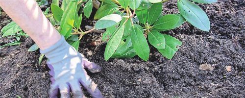 Wann ist der richtige Zeitpunkt, um Pflanzen in den Gartenboden einzusetzen? Foto dpa