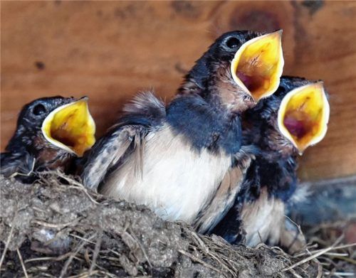 Zuwachs: Im Landkreis Rosenheim gibt 460 Bruten von Mehlschwalben und 374 von Rauchschwalben. Foto dpa