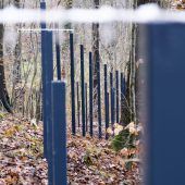 Kann ein Zaun die Schweinepest aufhalten?