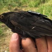 Tierbeobachtung: Icarus gestartet