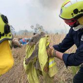Wissenschaftler: Mehr als 2000 Koalas in Australien verbrannt