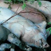 Schwein gehabt