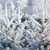 Alles rund um den Christbaumkauf