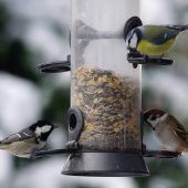 Trotz mildem Wetter Vögel füttern erlaubt