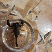 Skorpion zum Frühstück