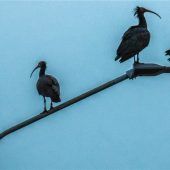 Vier schrille Vögel auf einen Streich
