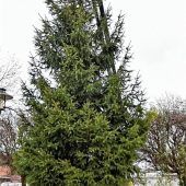 Weihnachtliche Stimmung