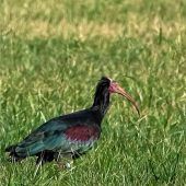 Waldrapp besucht Feldolling