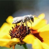 Bienen gerettet,Bauern verärgert