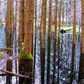 Bäume bekommen „nasse Füsse“ im Chiemgau