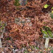 Idyllischer Wildwuchs