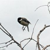 Kohlmeise im Landeanflug
