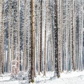 Winterwunderland thematisiert beim Haager Fotoclub